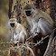 Vervet monkey