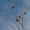 Bohemian Waxwing