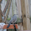 Gray catbird