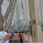 Gray catbird