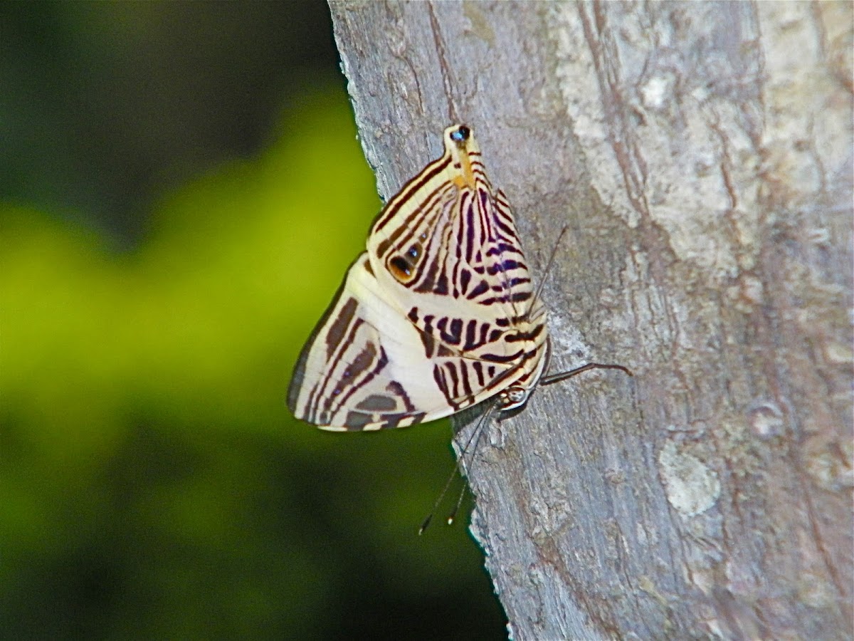 Mosaic Butterfly