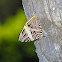 Mosaic Butterfly