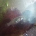 Guppies