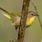 Common Yellowthroat (Female)