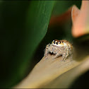 Jumping Spider