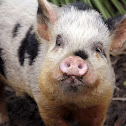 Pig