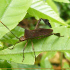 Leaf-footed bug