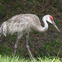 Sandhill Crane