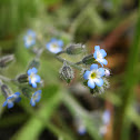 Forget-me-not