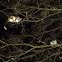 Ringtail possum