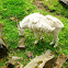 Mountain Goat