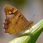 Maculada (Speckled Wood)
