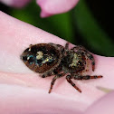Jumping Spider