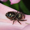 Jumping Spider