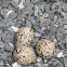 Venes, oystercatchers eggs