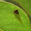 Green hopper #2
