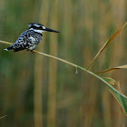 Pied Kingfisher