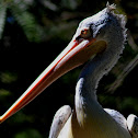 Dalmatian Pelican