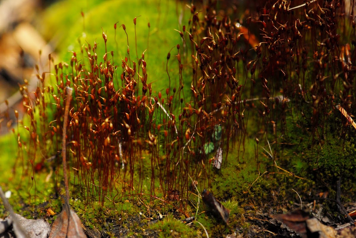 Moss