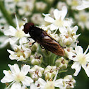 Chrysogaster solstitialis hoverfly