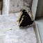 Mourning cloak