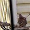 Laughing Dove