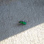 Six Spotted Tiger Beetle
