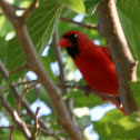 Northern Cardinal