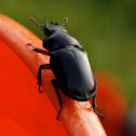 Common Stag Beetle