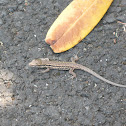 Iberian Wall Lizard