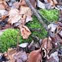 Moss