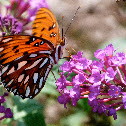 Gulf fritillary