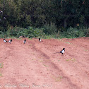 Magpie