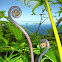 'Uluhe Fern