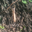 Praying mantis - mantide religiosa