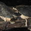 African Helmeted Turtles