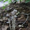 Indian Pipe 
