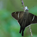 Long tailed skipper