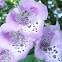 Common Foxglove
