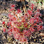 Sundew