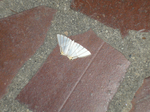Spotting Image 1