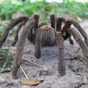 Texas Brown Tarantula