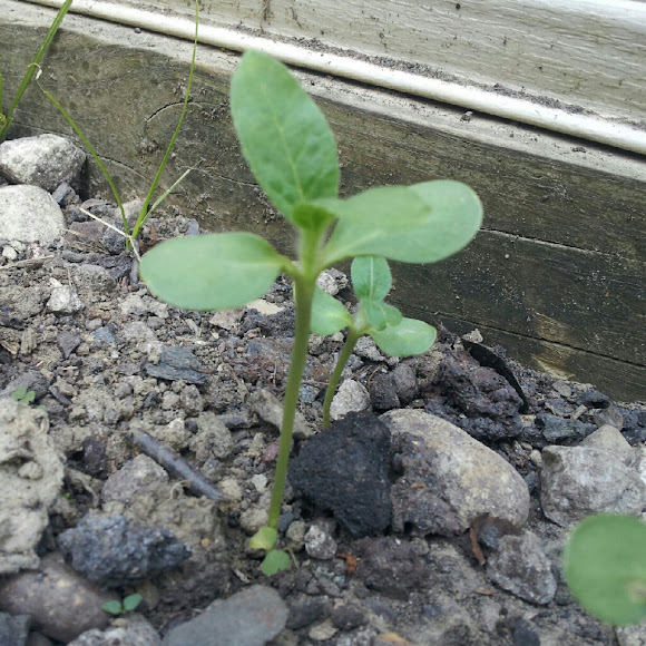 Spotting Image 1