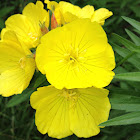 Evening-primrose