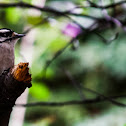 Downy Woodpecker