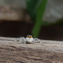 Gray Wall Jumper (Female)