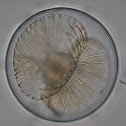 Eukaryote
