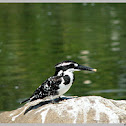 Pied Kingfisher
