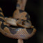 Common Cat-eyed Snake
