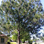 Pine